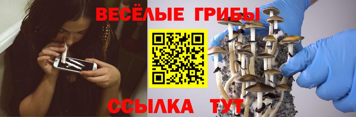 Большой Камень  Псилоцибиновые грибы MAGIC MUSHROOMS  Вход с VPN 